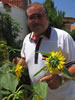 My prize sunflower