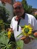 Look at my lovely sunflowers