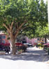 The main square in Tourtour