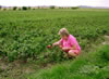 Lucy in a chilli field